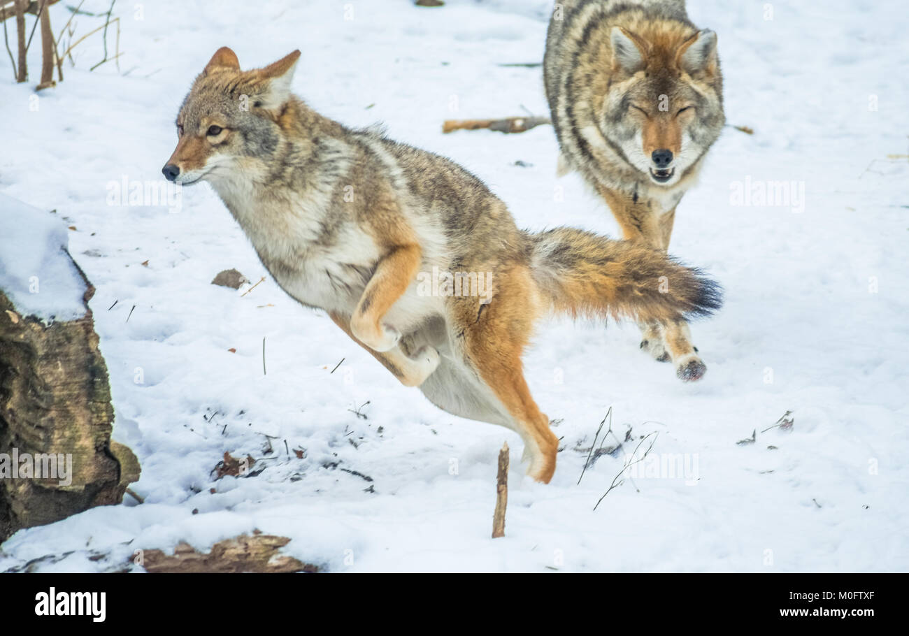 i coyote giocano e si inseguono a vicenda Foto Stock