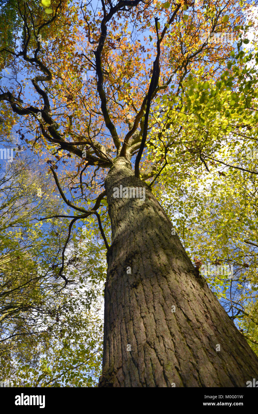 Coppia Pedunculate Inglese o rovere - Quercus robur, Stoke legno, Oxfordshire. Foto Stock