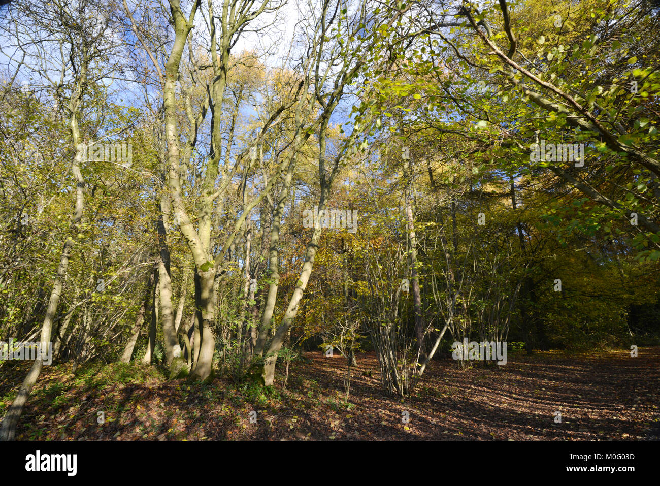 Coppia frassino su antichi boschi misti, di confine Stoke legno, Oxfordshire Foto Stock