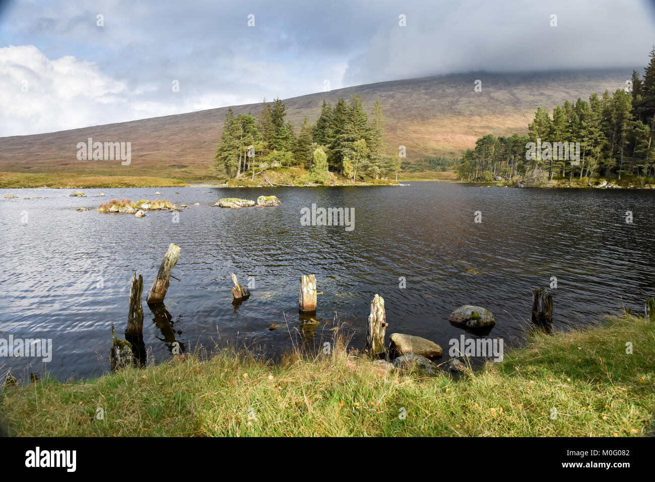 Coppia di pino silvestre alberi stand su isole in Loch Ossian lago dove essi sono protetti da pascolo di cervi, sotto le montagne del West Highlands Foto Stock