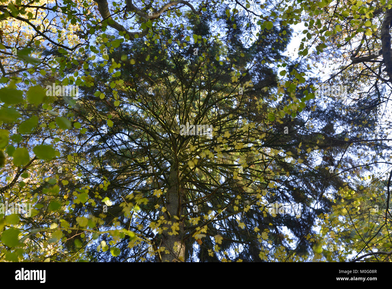 Misto Bosco in autunno la tettoia, Stoke legno, Oxfordshire. Foto Stock