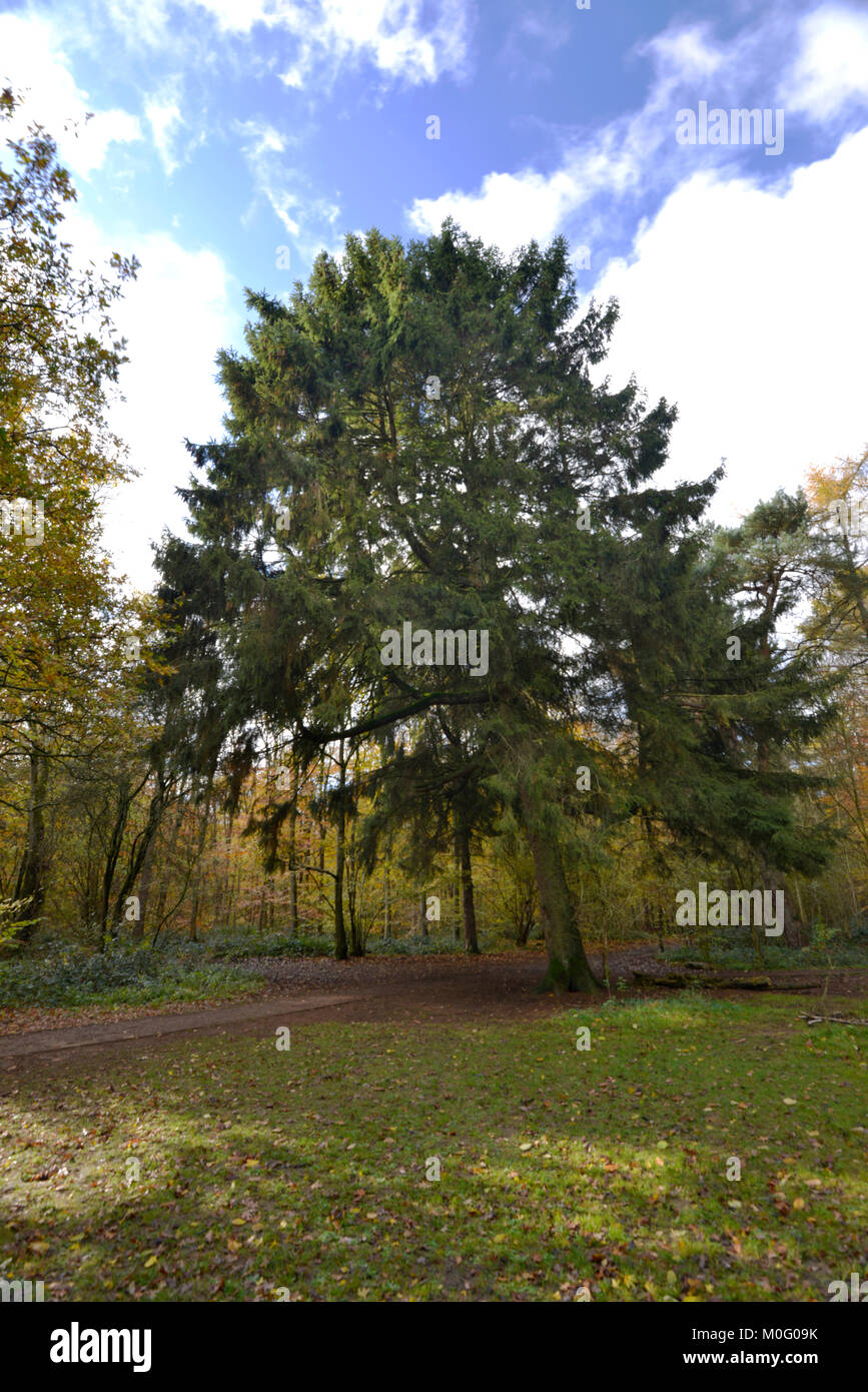 La Corsica mature pine Pinus nigra ssp. maritima , Stoke legno, Oxfordshire. Foto Stock