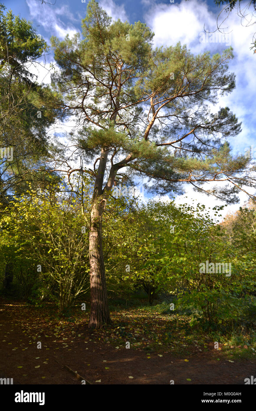 Pino silvestre - Pinus sylvestris, Stoke legno, Oxfordshire. Foto Stock