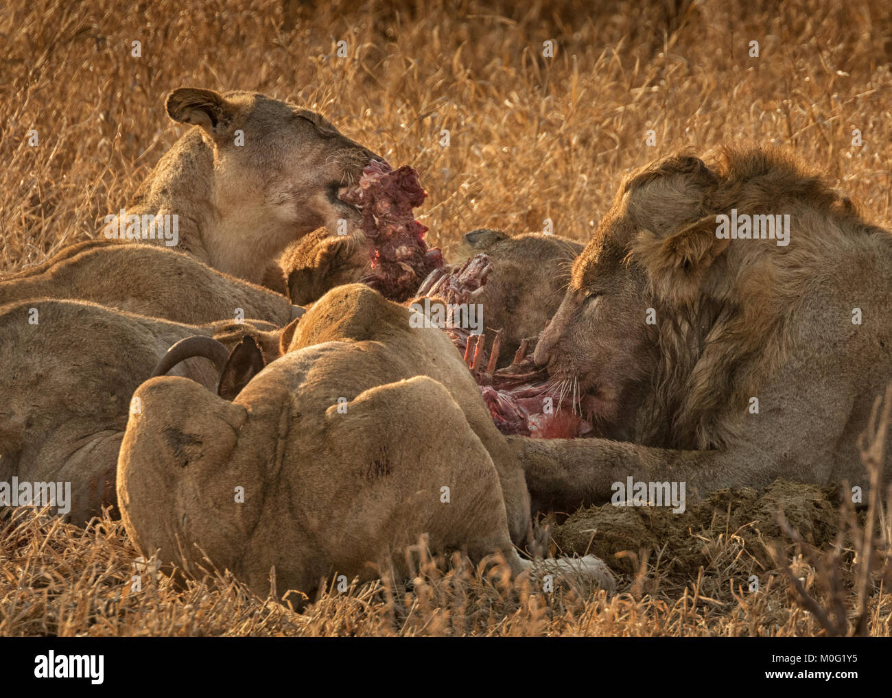 Lion orgoglio di uccidere Foto Stock