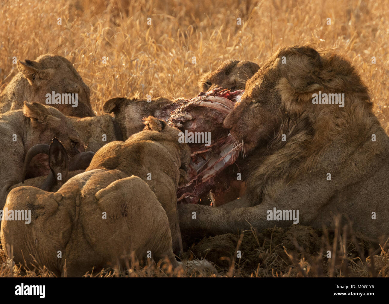 Lion orgoglio di uccidere Foto Stock
