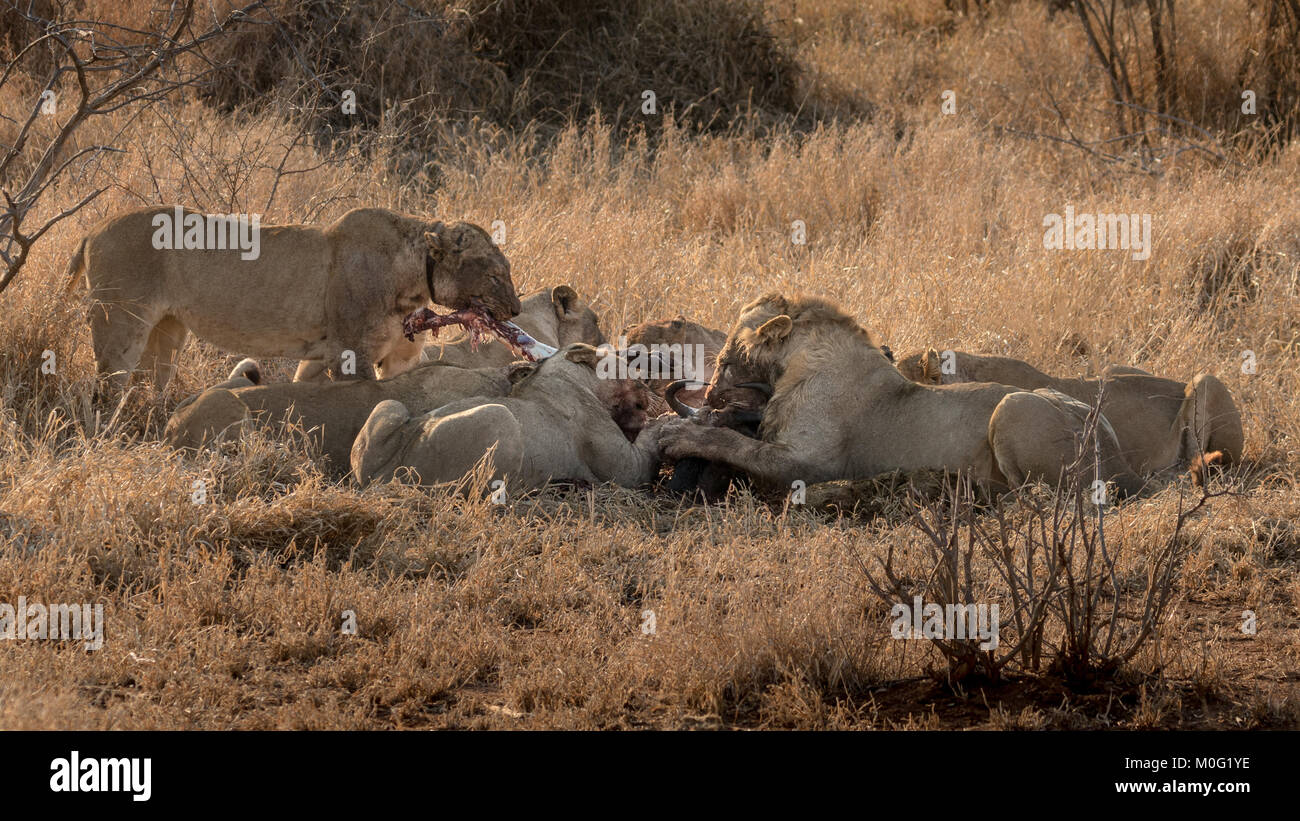 Lion orgoglio di uccidere Foto Stock