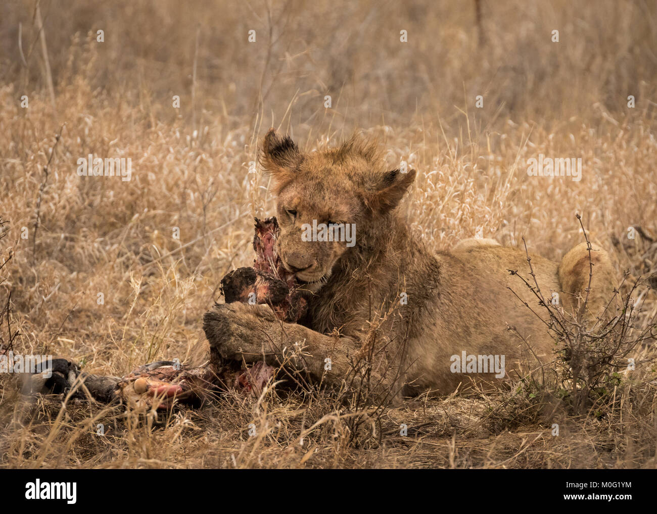 Lion orgoglio di uccidere Foto Stock