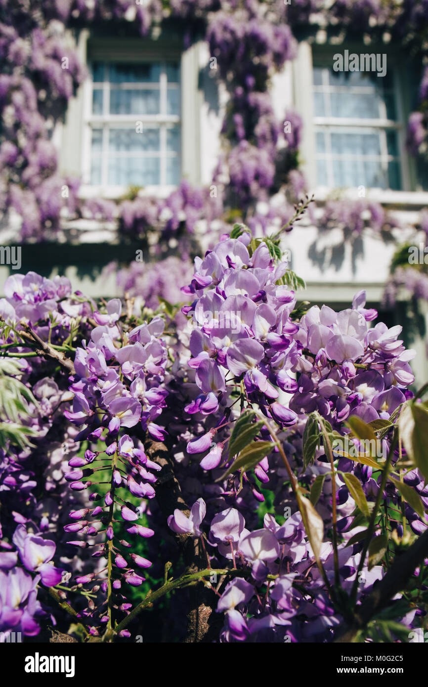 Facciata di una casa coperto dalla fioritura di albero di glicine. Foto Stock