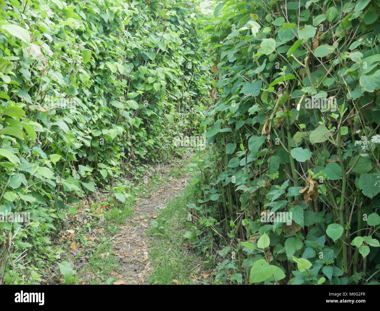 Un sentiero tortuoso attraverso knotweed giapponese ( Fallopia japonica ) pianta invasiva in giugno, Regno Unito Foto Stock