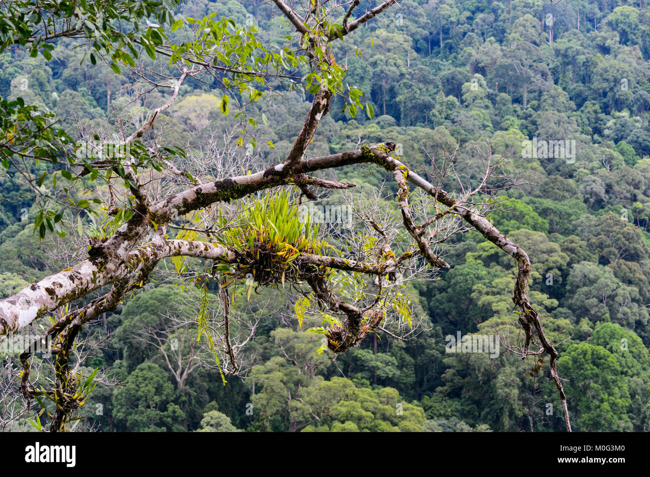 Vista sulla foresta pluviale primaria tettoia, Danum Valley, Borneo, Sabah, Malaysia Foto Stock