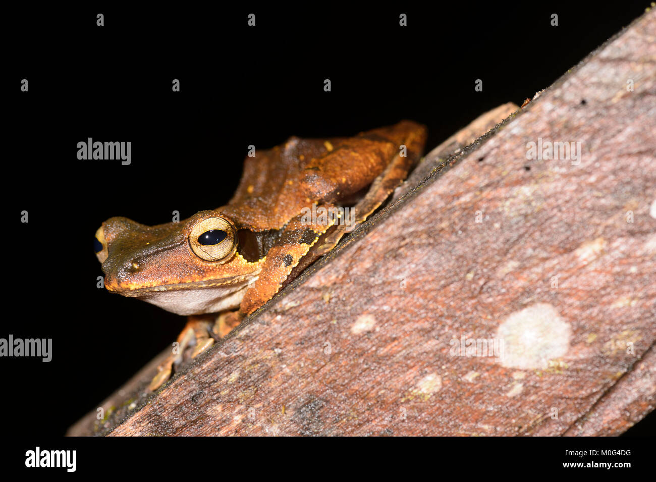 Dark-eared Frog (Polypedates macrotis), di Danum Valley Conservation Area, Borneo, Sabah, Malaysia Foto Stock