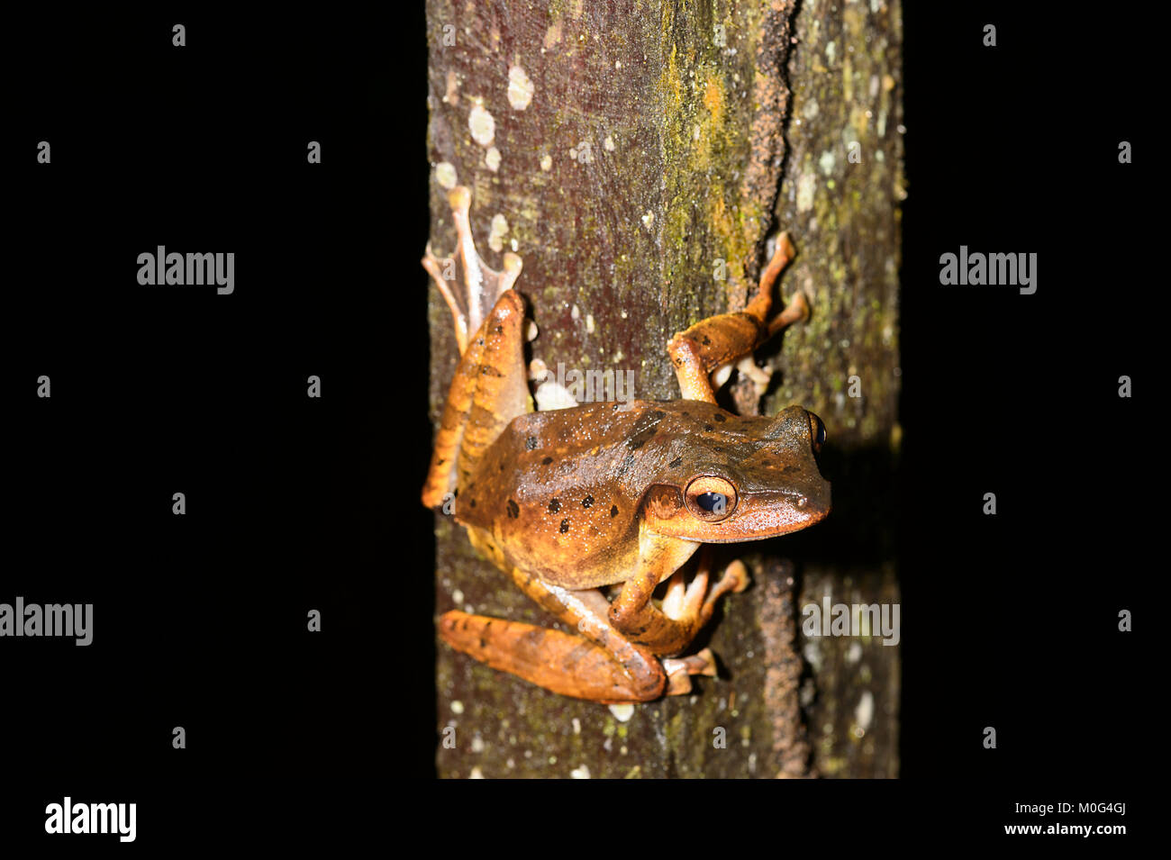 Dark-eared Frog (Polypedates macrotis), di Danum Valley Conservation Area, Borneo, Sabah, Malaysia Foto Stock