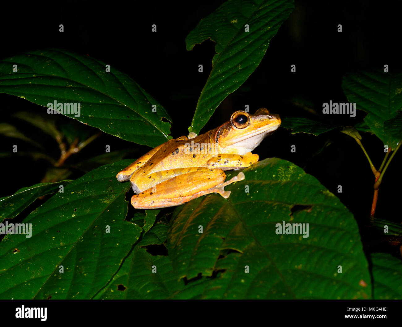 Dark-eared Frog (Polypedates macrotis), di Danum Valley Conservation Area, Borneo, Sabah, Malaysia Foto Stock