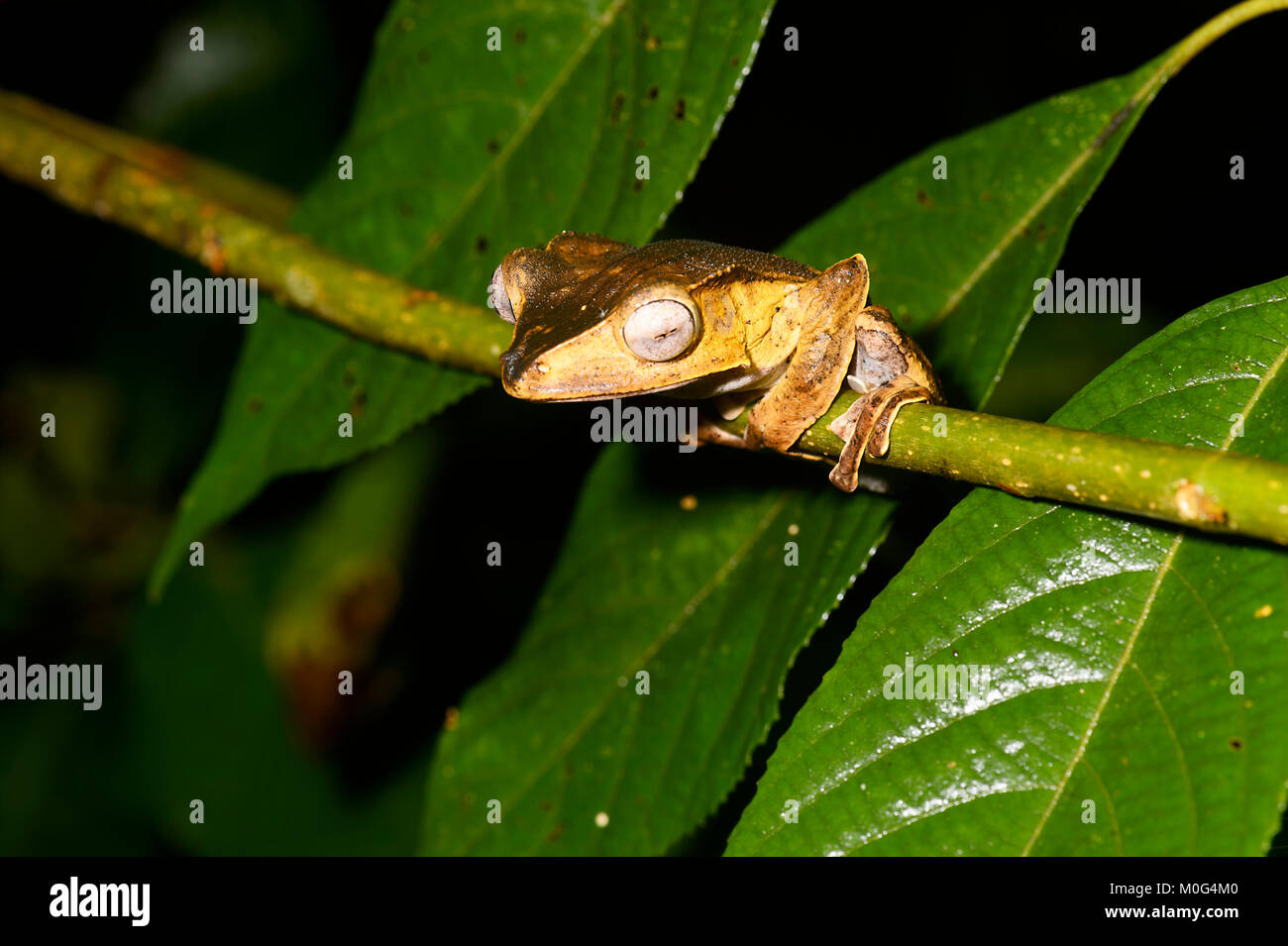 File-eared Raganella (Polypedates otilophus), di Danum Valley Conservation Area, Borneo, Sabah, Malaysia Foto Stock