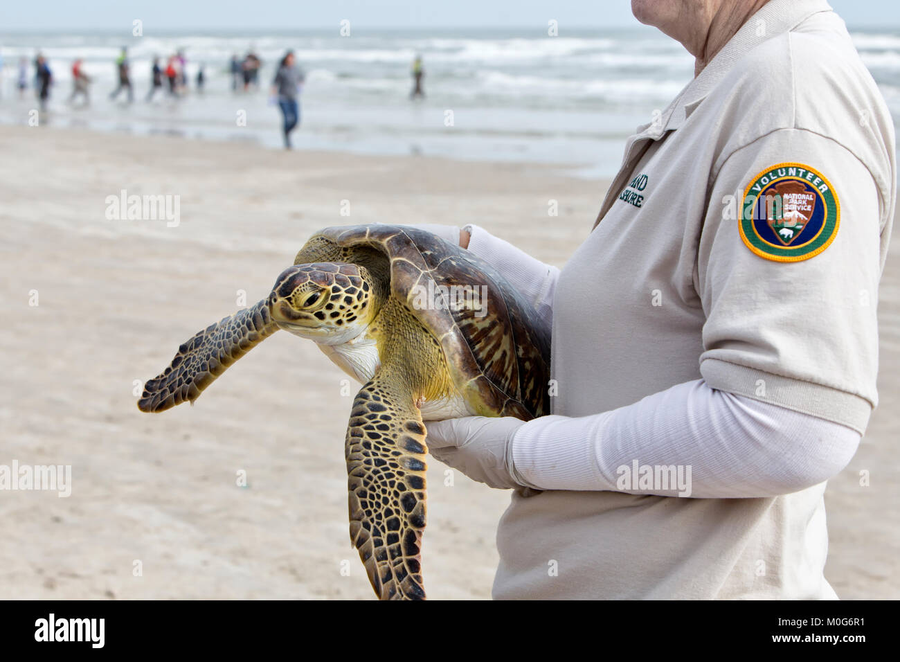 Femmina adulta volontario che trasportano & mostra riabilitato Kemp's Ridley Sea Turtle 'Lepidochelys kempii' per la frequentazione pubblica. Foto Stock