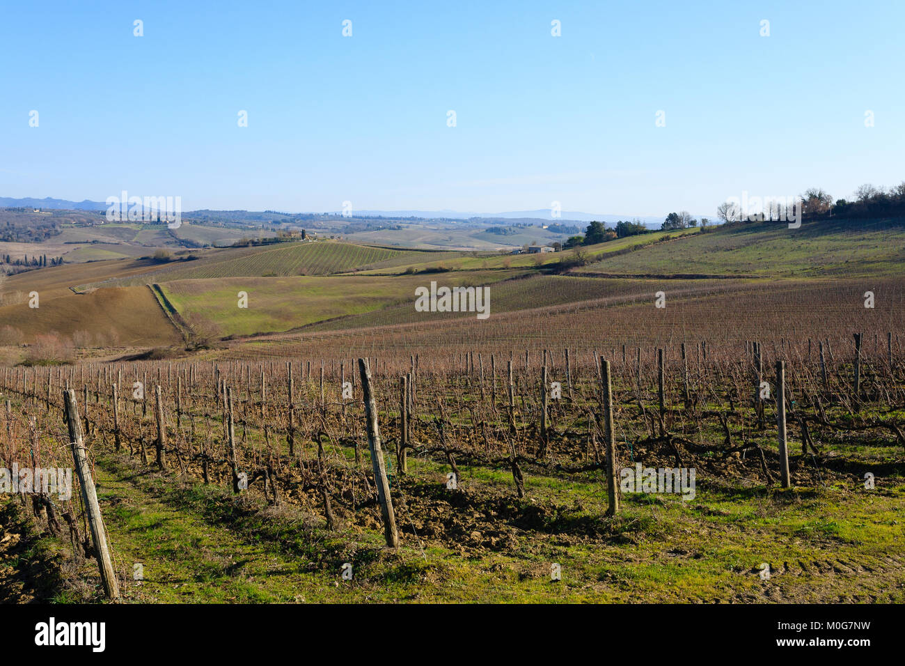 Filari di vigneti da colline toscane. L'agricoltura italiana. Bellissimo paesaggio Foto Stock Filari di vigneti da colline toscane. L'agricoltura italiana. Bellissimo paesaggio Foto Stock