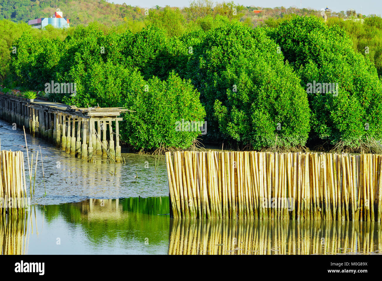 Protezione onda recinzione fatta dal secco bamboo presso la foresta di mangrovie in mare per evitare fenomeni di erosione costiera Foto Stock