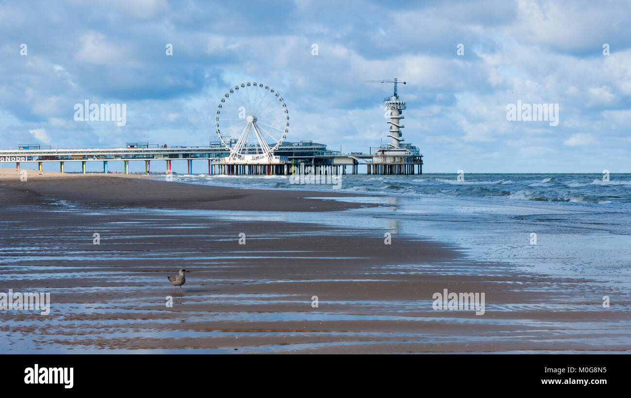 Seagull su una spiaggia deserta ad alta marea, vicino al molo di Scheveningen, al mare del Nord sulla spiaggia di Scheveningen, l'Aia (Den Haag), Paesi Bassi Foto Stock