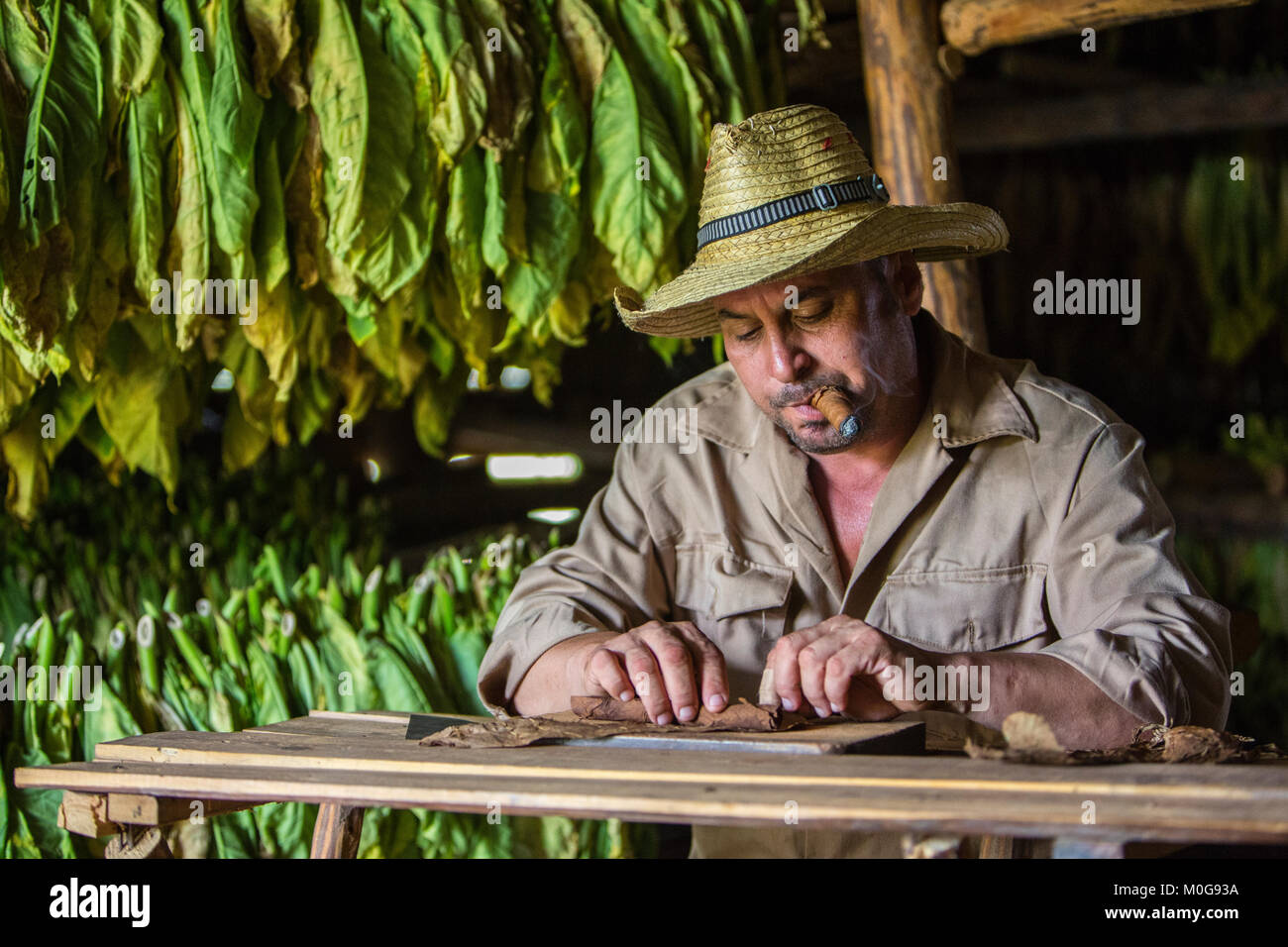 La laminazione di sigari in Vinales Valley, Cuba Foto Stock