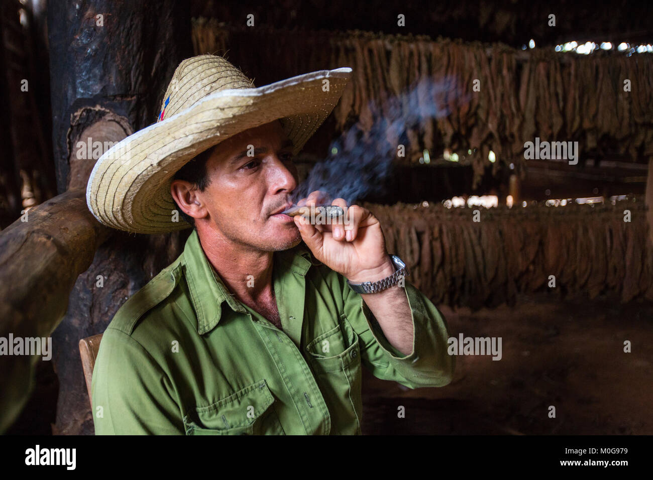 Coltivatore di tabacco in Vinales Valley, Cuba Foto Stock