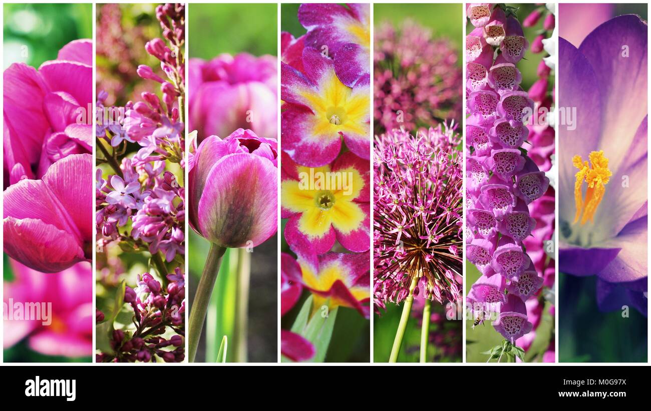 Bellissimo set di fiori di colore rosa. Collage di fiori in strisce Foto Stock