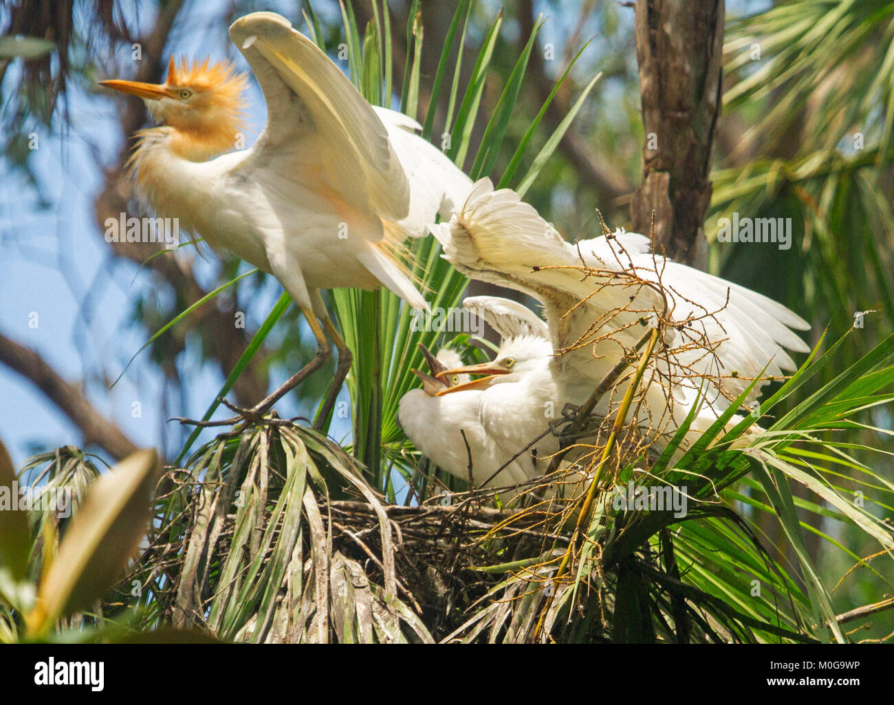 Due Grandi Australian Airone Guardabuoi Pulcini E Uccello Adulto Bubulcus Ibis Con Ali Distese Sul Nido Tra Gli Alberi Contro Il Cielo Blu Nel Parco Della Citta Foto Stock Alamy