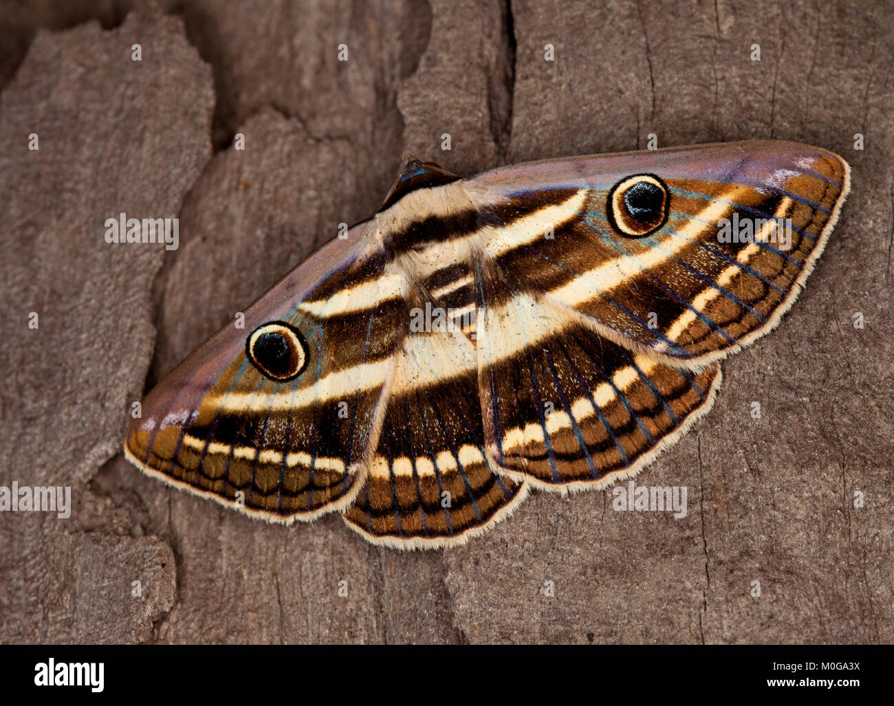 Bianche Australiane noctuid nastrati tarma Donuca orbigera, con ali mimetizzati con gli "occhi" e "denti", sul legname stagionato Foto Stock