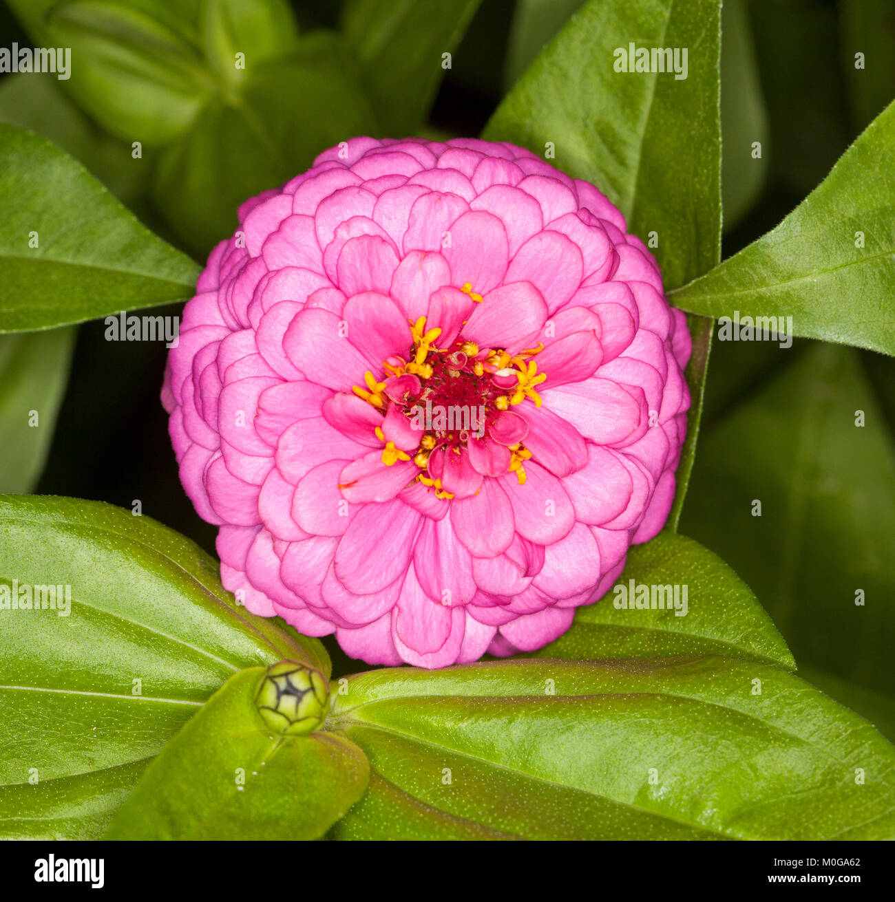 Incredibile vivid fiore rosa di zinnia contro lo sfondo di colore verde brillante foglie Foto Stock