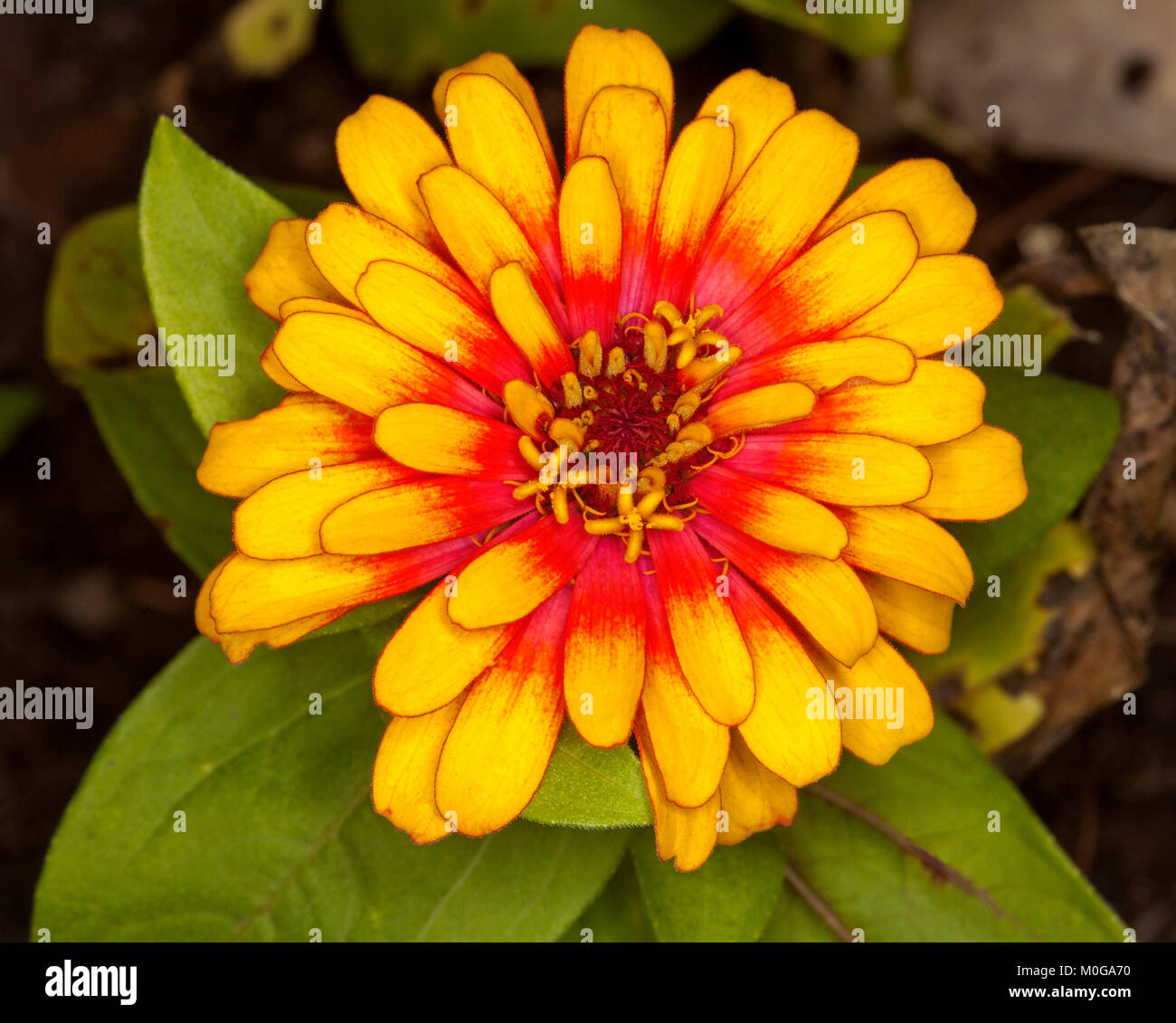 Vivido arancione e il fiore rosso annuale di Zinnia grandiflora 'Swizzle' porpora e giallo su sfondo di foglie verdi Foto Stock