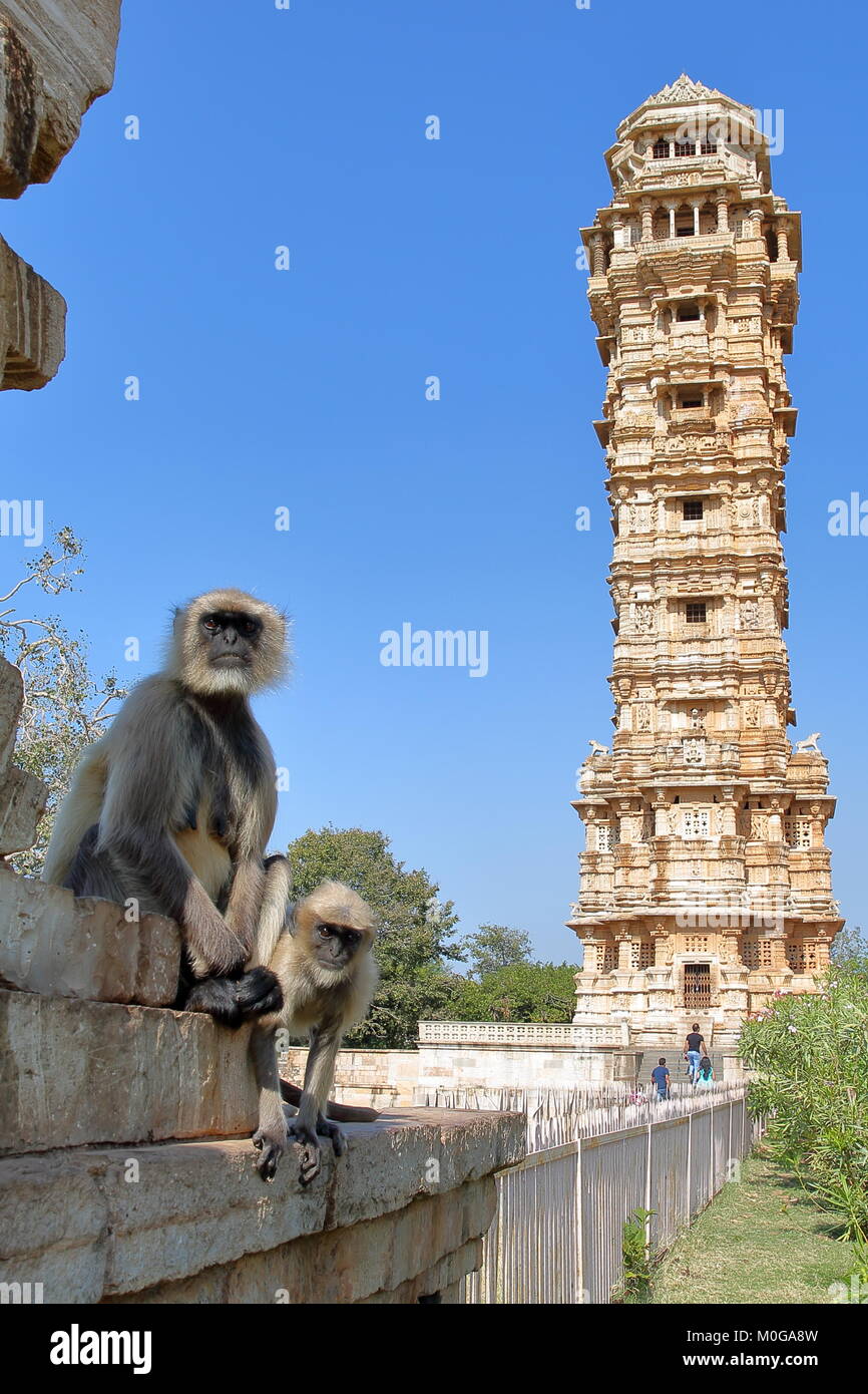 Le scimmie (grigio Langur) in posa con la torre della vittoria in background, situato all'interno della fortezza (Garh) di Chittorgarh, Rajasthan, India Foto Stock