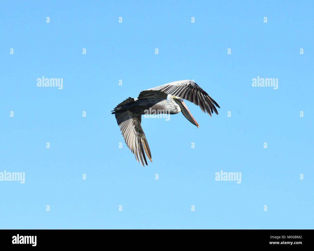 Un Pellicano battenti a Dauphin Island in America Foto Stock