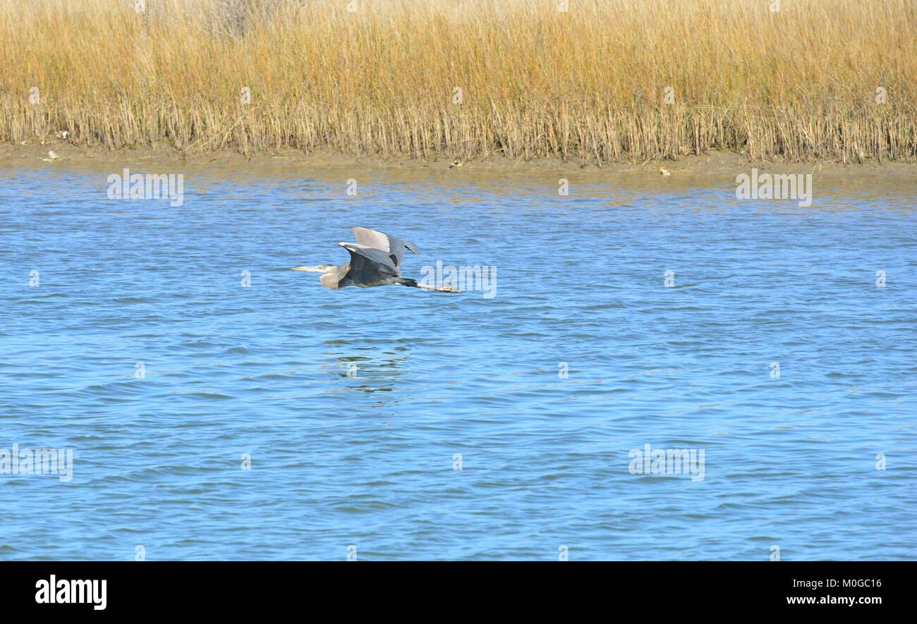 Un Pellicano battenti a Dauphin Island in America Foto Stock