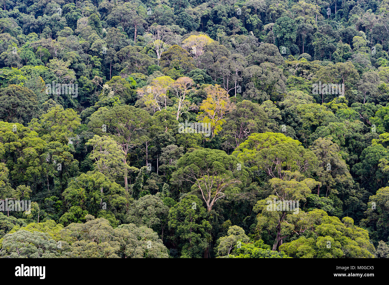 La foresta pluviale primaria in corrispondenza di Danum Valley Conservation Area, Borneo, Sabah, Malaysia Foto Stock