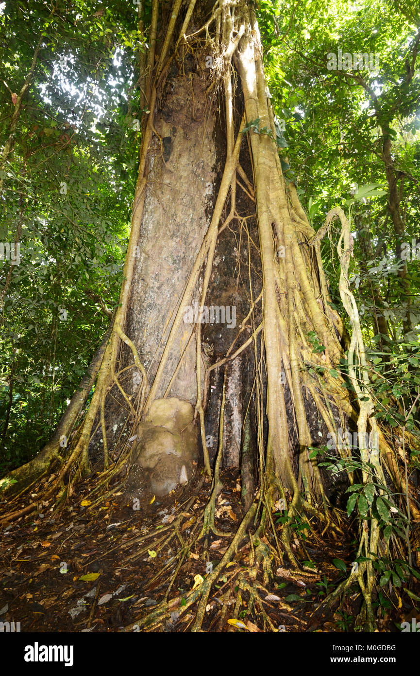 Dipterocarp albero con radici esposte nella foresta pluviale primaria, di Danum Valley Conservation Area, Borneo, Sabah, Malaysia Foto Stock