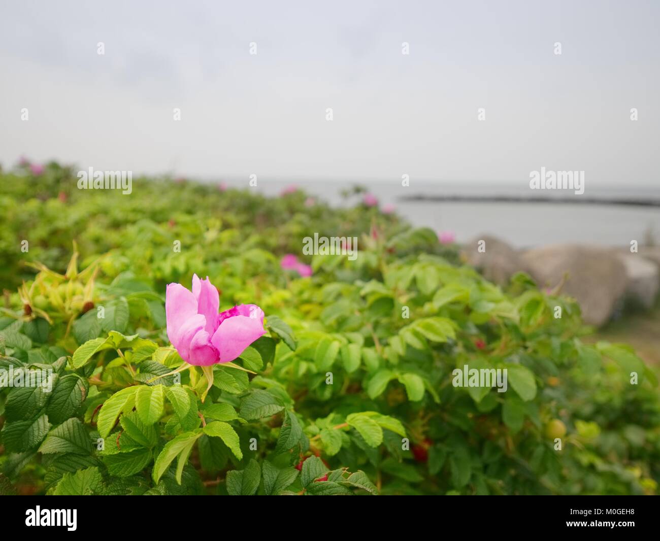 Rose canine in fiore. Sole caldo giorno d'estate. Sponde rocciose presso il mare nella luce del tramonto. Foto Stock