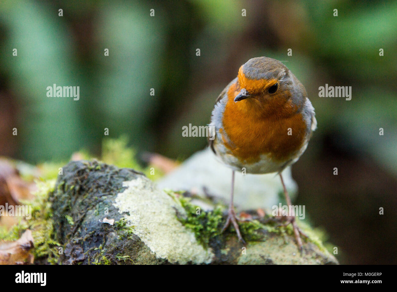 Un robin (Erithacus rubecula) arroccato su di una pietra Foto Stock