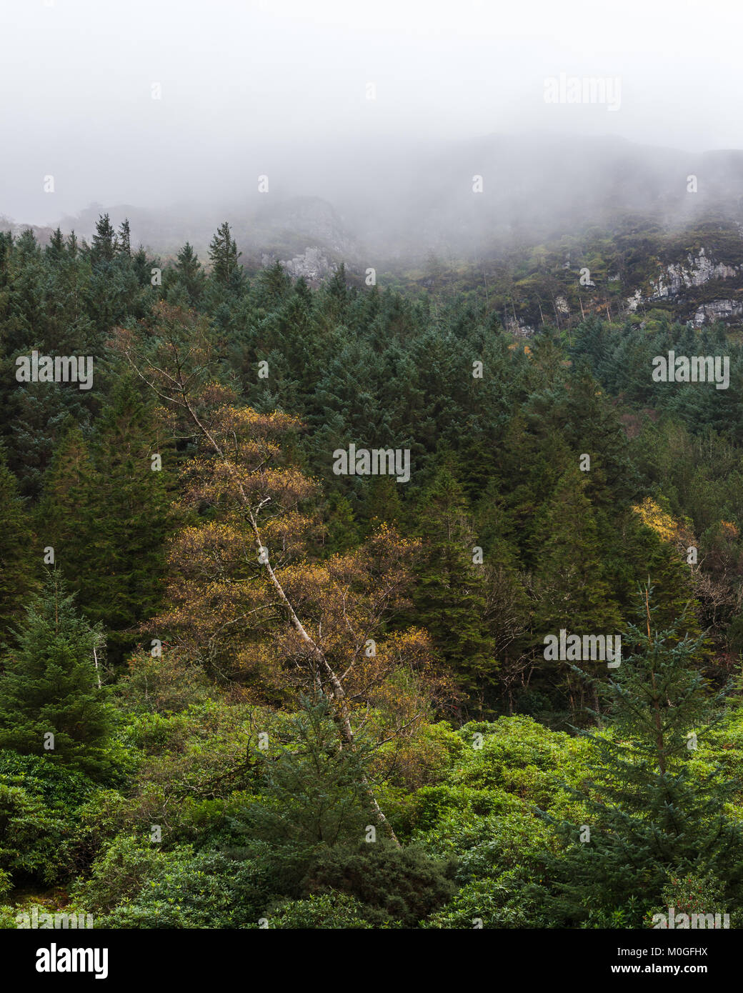 La nebbia rotola giù dalla collina sulla parte superiore di una foresta di pini. Vi è un unico albero a foglie decidue in primo piano con la caduta delle foglie. Foto Stock
