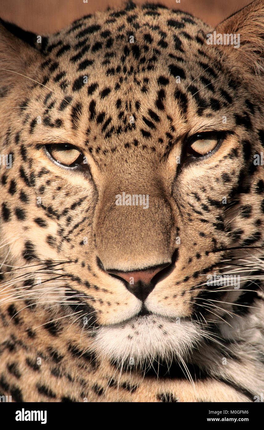 Leopardo persiano / (Panthera pardus saxicolor, Panthera pardus ciscaucasica) | Persischer Leopard / (Panthera pardus saxicolor) Foto Stock