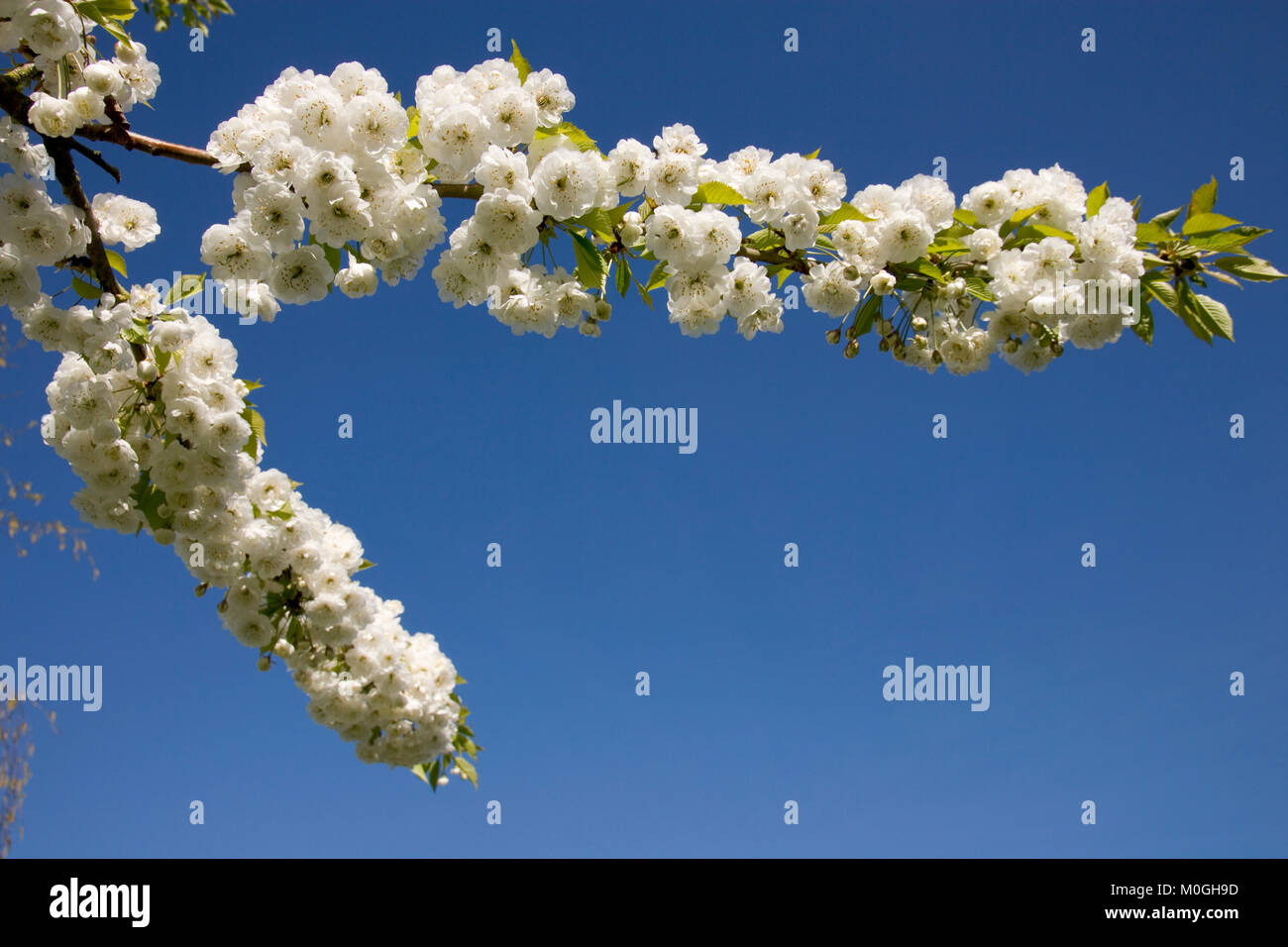 Fioritura bianco ciliegio pesante con blossom contro un cielo blu chiaro Foto Stock