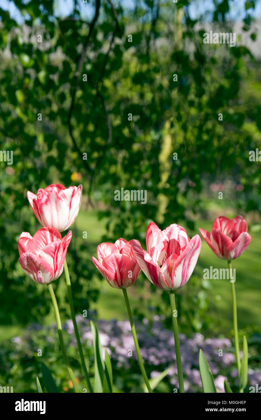 Spring Garden, un intrico di strisce di colore rosa e bianco i tulipani Foto Stock