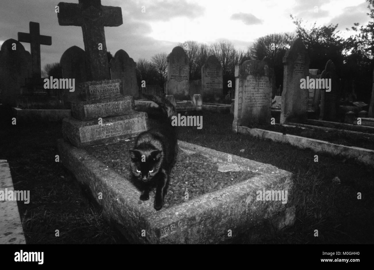 Gatto nero su una lastra tombale in Ladywell/Brockley cimitero, Londra, Inghilterra, Gran Bretagna Foto Stock