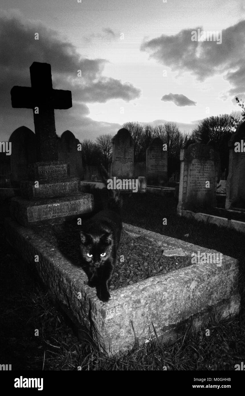 Gatto nero su una lastra tombale in Ladywell/Brockley cimitero, Londra, Inghilterra, Gran Bretagna Foto Stock