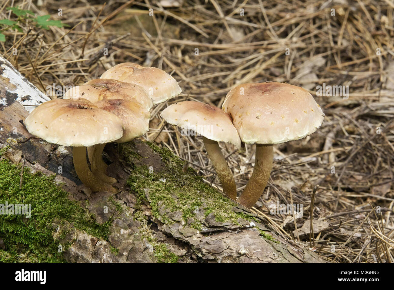 I funghi della specie armillaria mellea, marasmiaceae Foto Stock