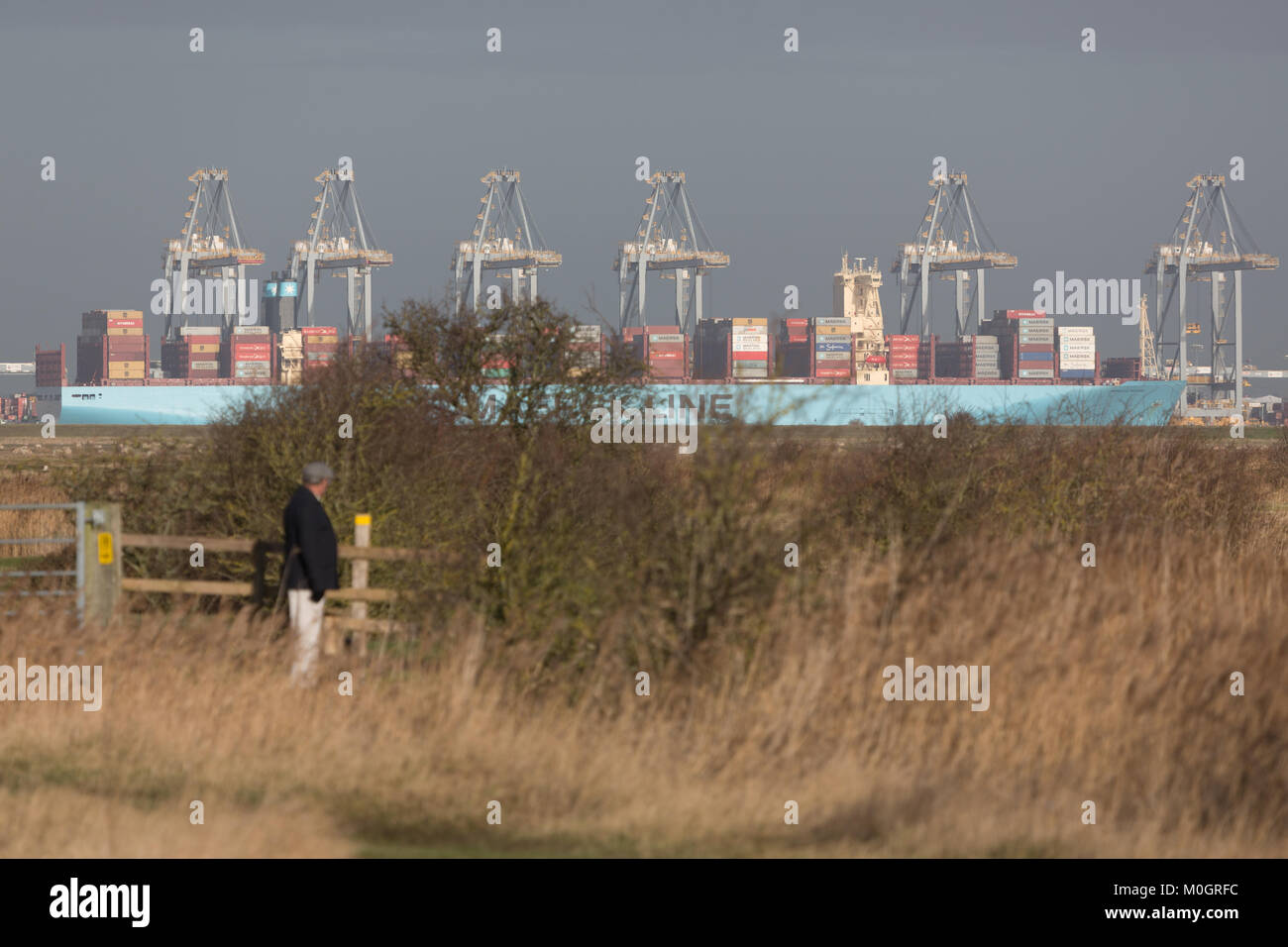 Cliffe, Kent, Regno Unito. Il 22 gennaio, 2018. Monaco Maersk - una delle più grandi navi container del mondo - Foto di oggi a London Gateway contenitore porta in Essex. I 399 metri di lunghezza della nave è sulla sua visita inaugurale in Europa ed è raffigurato attraverso il Fiume Tamigi in The Cliffe paludi sulla penisola di Hoo. Credito: Rob Powell/Alamy Live News Foto Stock