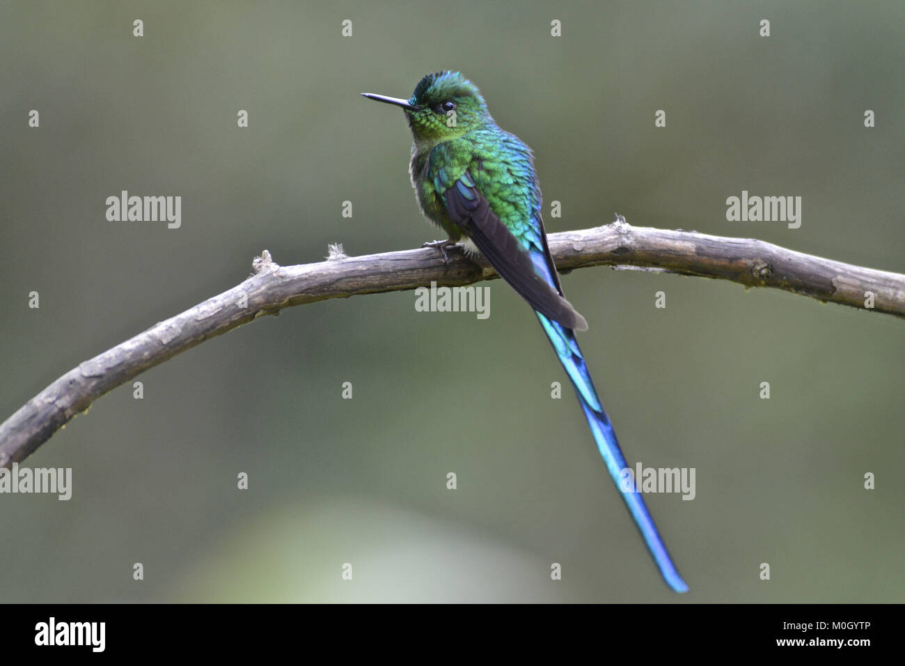 Cali, Valle del Cauca, Colombia. 22 Luglio, 2017. Long-tailed sylph ( Aglaiocercus kingii ), tropicali umide foreste montane. Credito: credito: /ZUMA filo/Alamy Live News Foto Stock