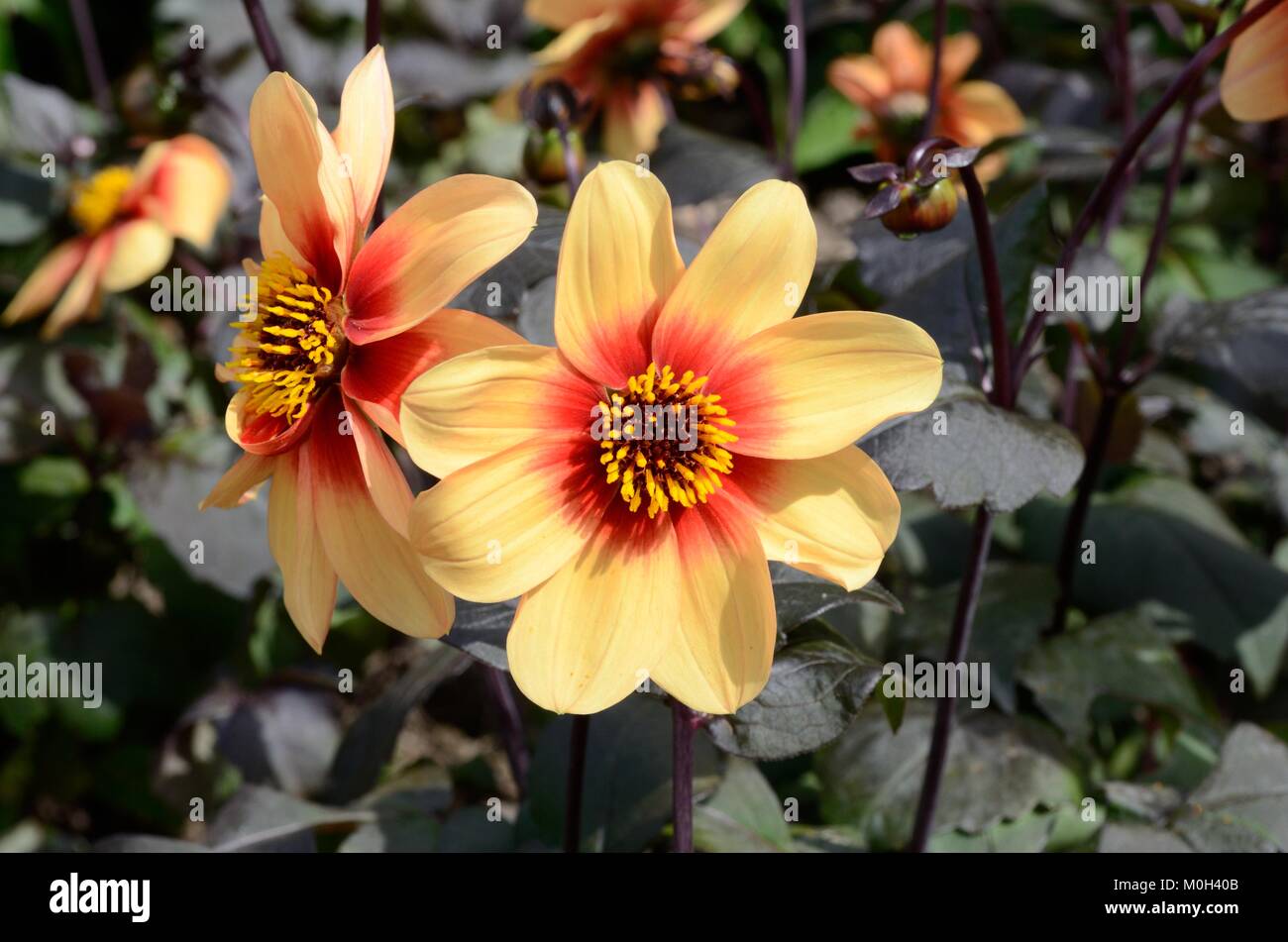 Dahlia Moonfire singolo giallo arancio fiori e fogliame in bronzo Foto Stock