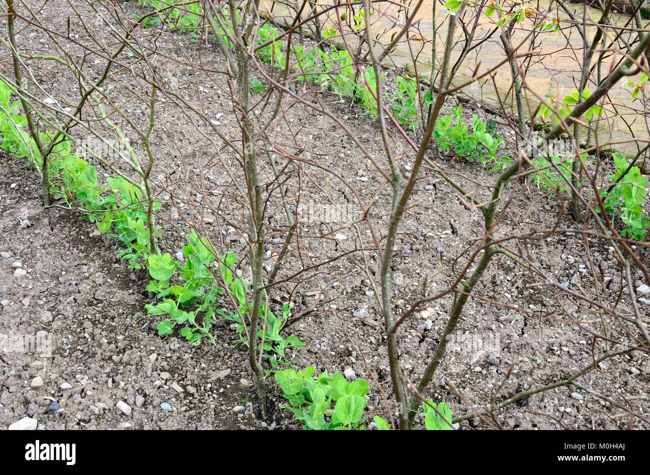 Unwins Onward pea seedling piantato in file in un giardino supportato da siepe bastoni Foto Stock