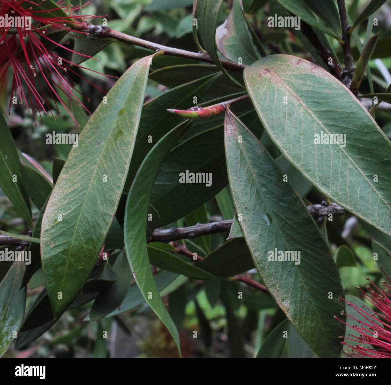 L'immagine mostra una pianta di citrino di Callistemon danneggiata dalla luce diretta del sole, dimostrando gli effetti dell'esposizione alla luce sulla salute delle piante e sulle condizioni del fogliame. Foto Stock