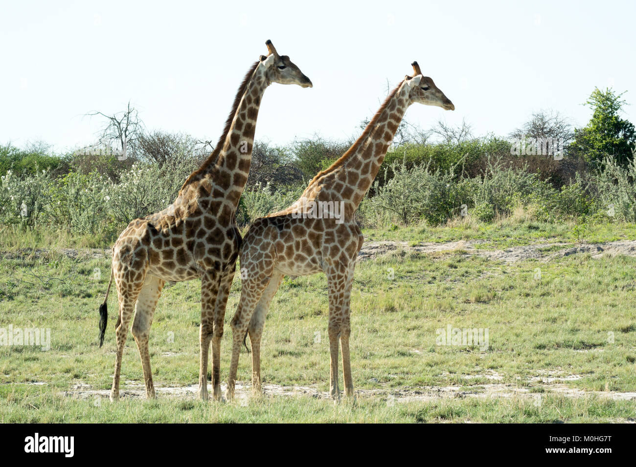 Maschio dominante Giraffe in piedi dietro a giraffa femmina vicino waterhole Foto Stock