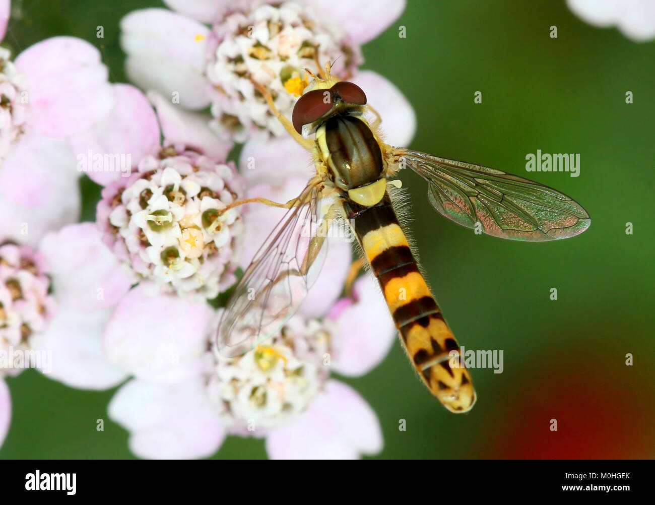 Europei di lungo Hoverfly (Sphaerophoria scripta) alimentazione su un fiore Foto Stock
